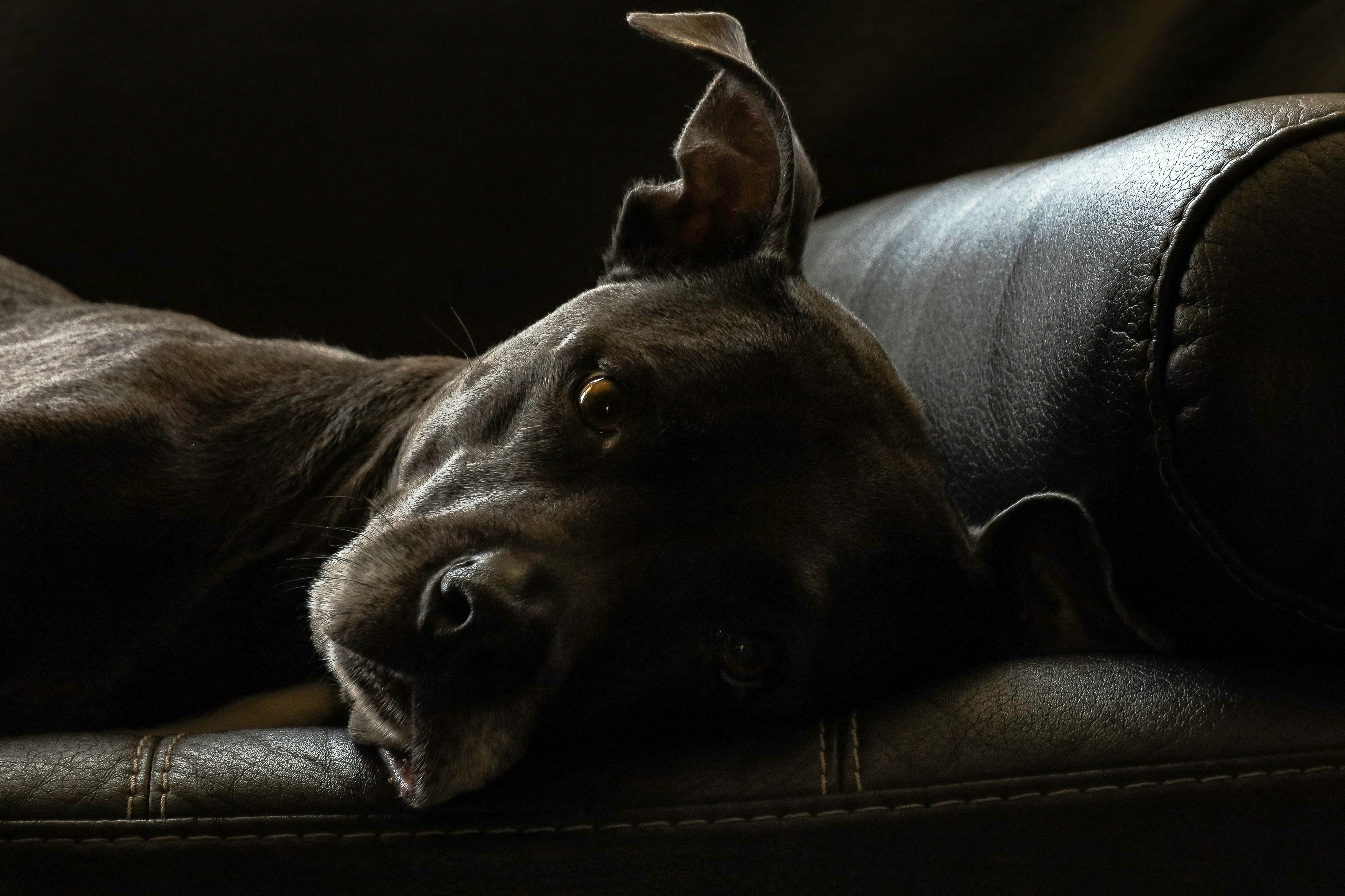 black short coat medium sized dog lying on black leather sofa